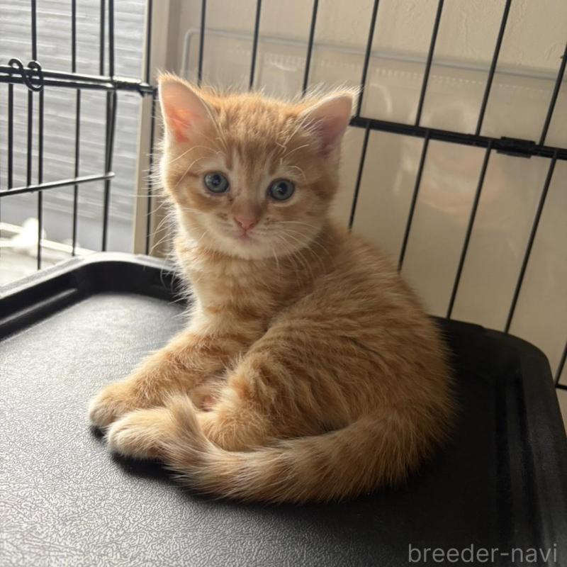 販売中の福岡県のマンチカン-139914の5枚目