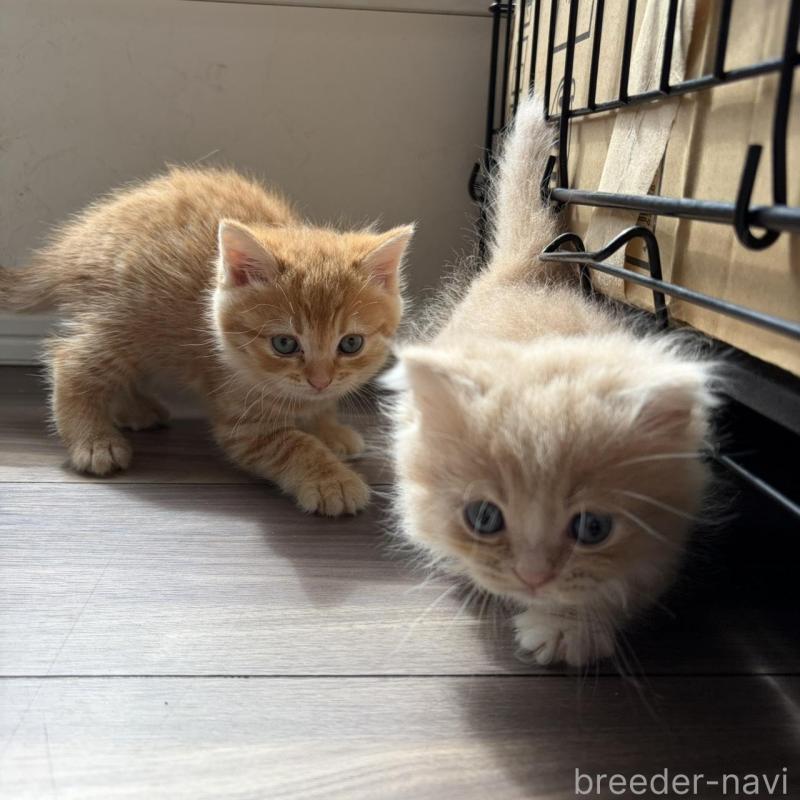 販売中の福岡県のマンチカン-139914の4枚目