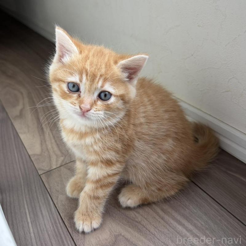 販売中の福岡県のマンチカン-139914の3枚目