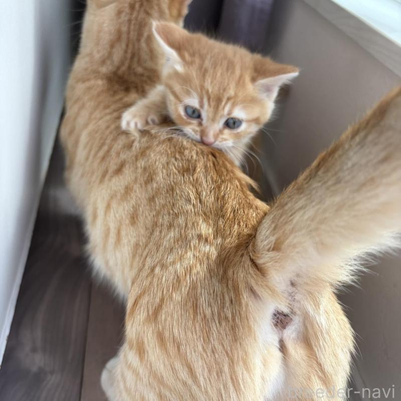 販売中の福岡県のマンチカン-139914の2枚目