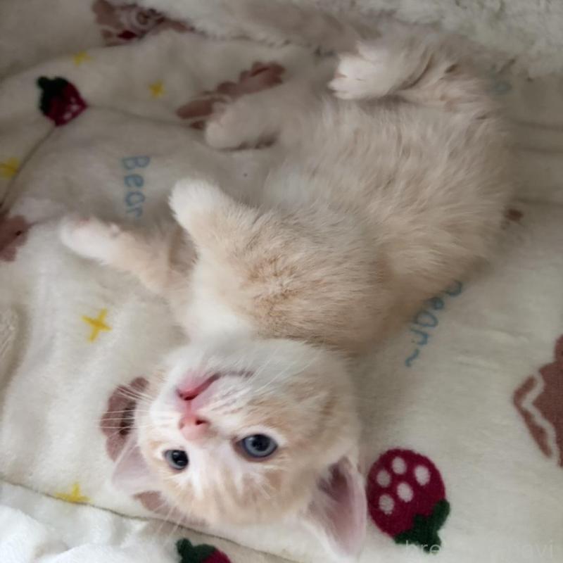 販売中の福岡県のマンチカン(短足)-139915の6枚目