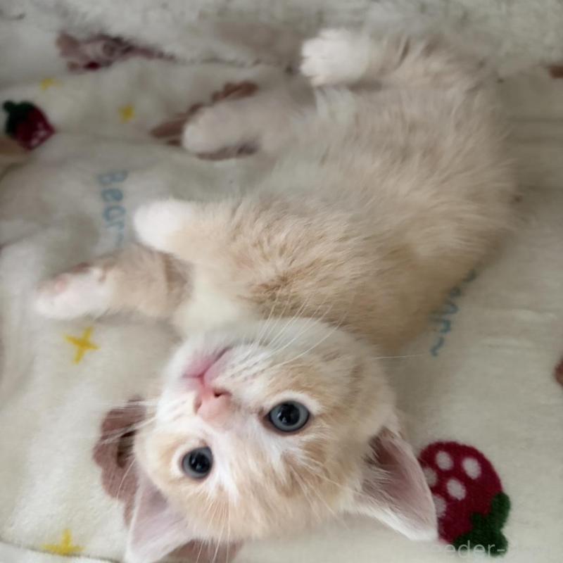 販売中の福岡県のマンチカン(短足)-139915の5枚目