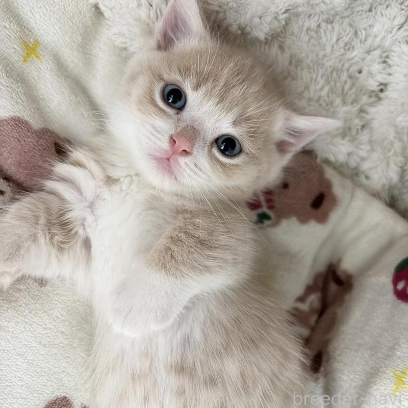 販売中の福岡県のマンチカン(短足)-139915