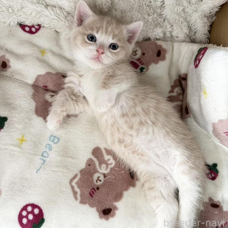 販売中の福岡県のマンチカン(短足)-139915の4枚目