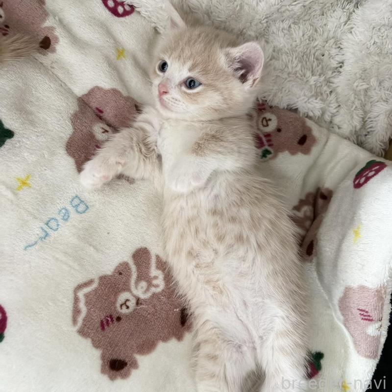 販売中の福岡県のマンチカン(短足)-139915の3枚目