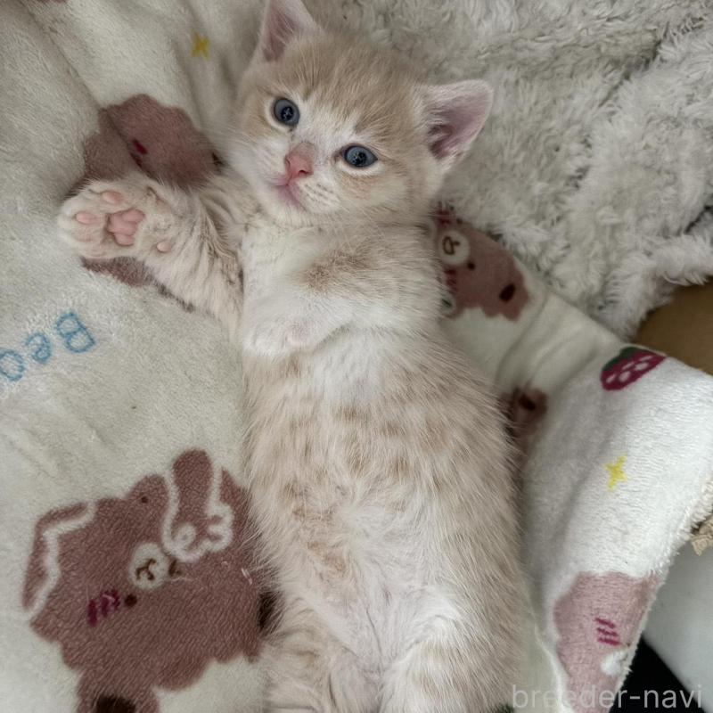 販売中の福岡県のマンチカン(短足)-139915の2枚目