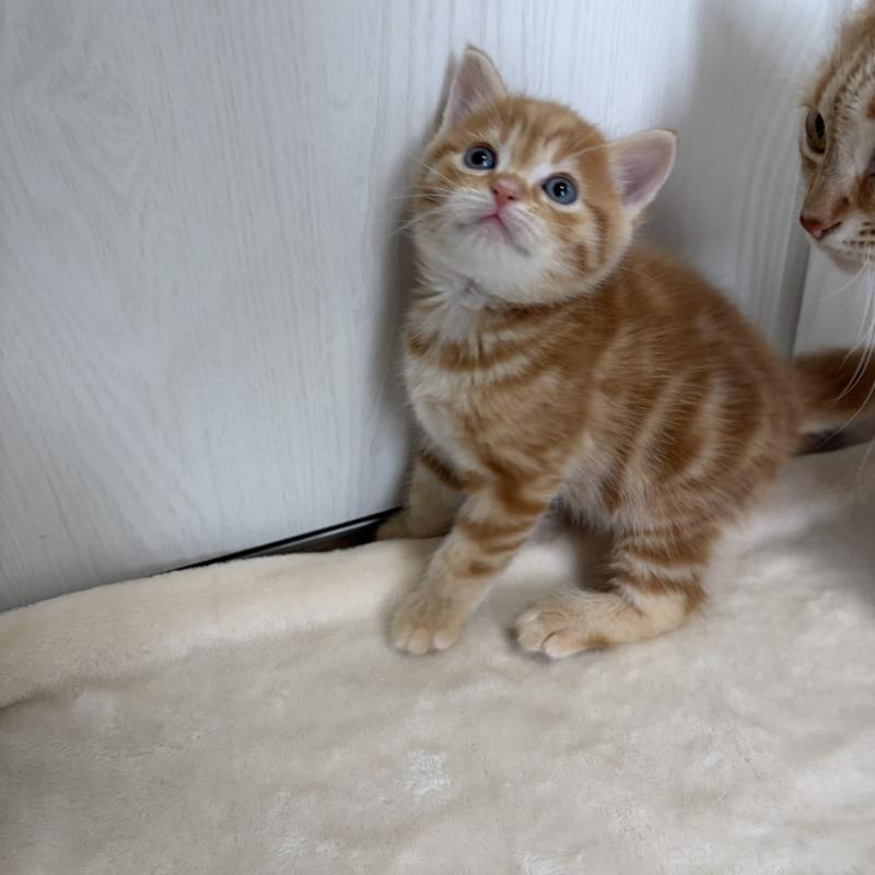 販売中の福岡県のマンチカン-139916の11枚目