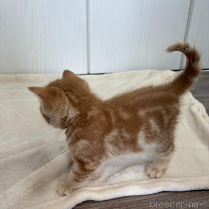 販売中の福岡県のマンチカン-139916の10枚目