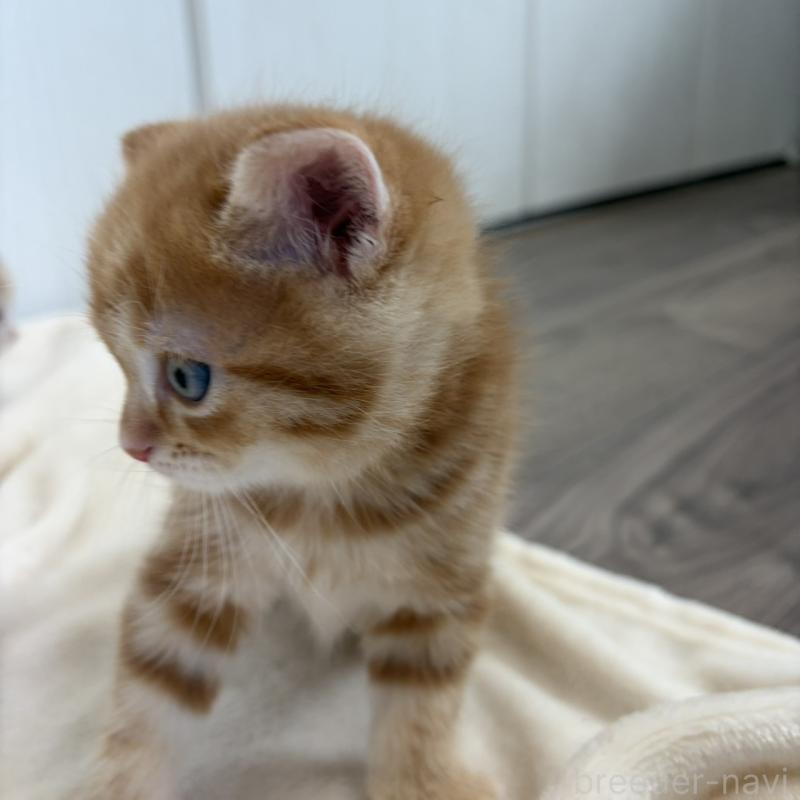 販売中の福岡県のマンチカン-139916の9枚目