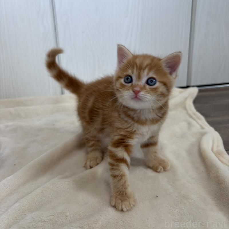 販売中の福岡県のマンチカン-139916の8枚目