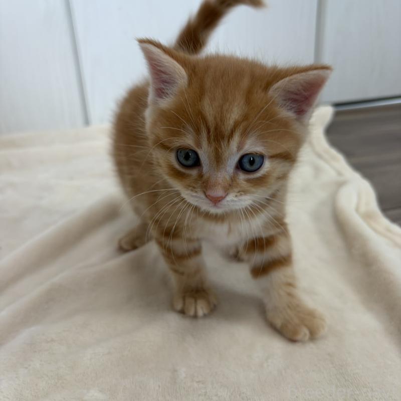 販売中の福岡県のマンチカン-139916の7枚目