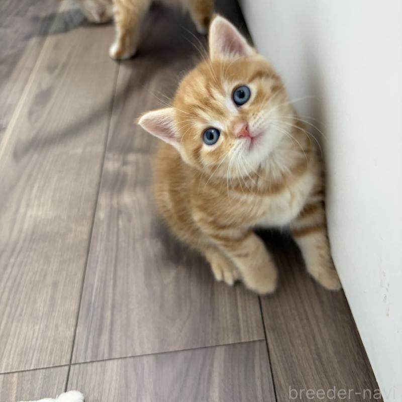 販売中の福岡県のマンチカン-139916の6枚目