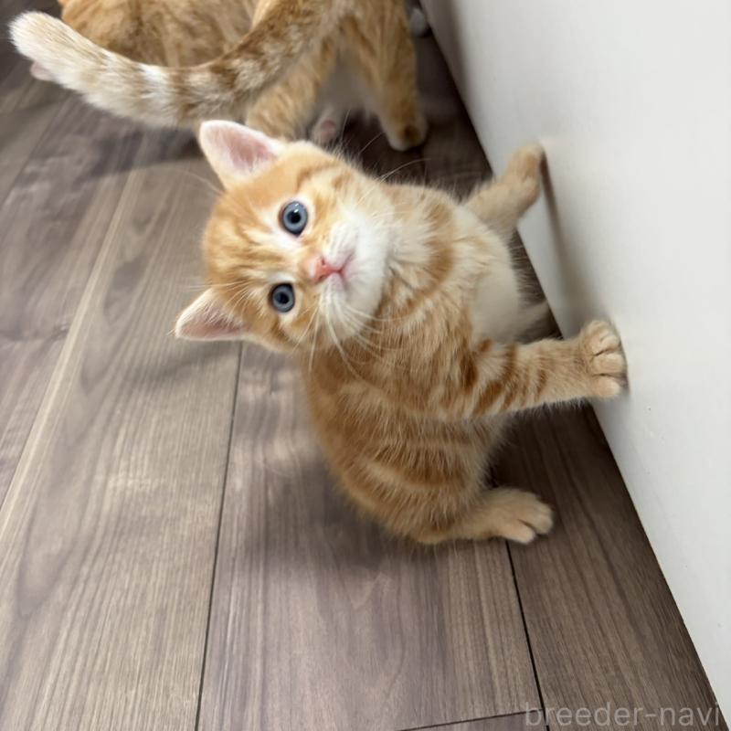 販売中の福岡県のマンチカン-139916の5枚目