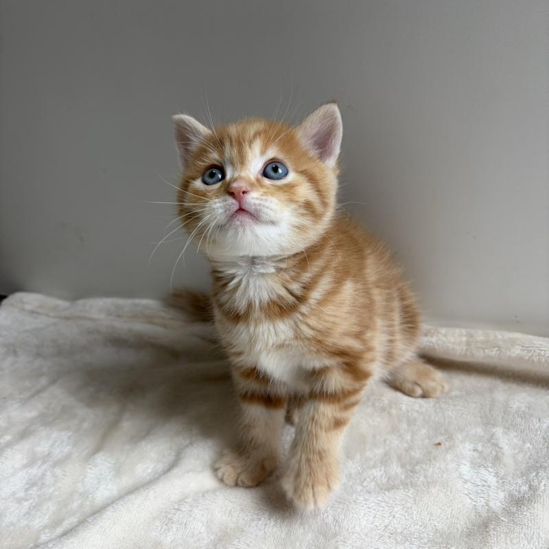 販売中の福岡県のマンチカン-139916の4枚目