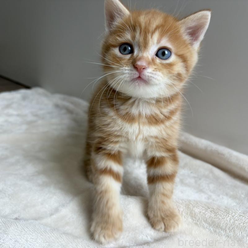 販売中の福岡県のマンチカン-139916の1枚目