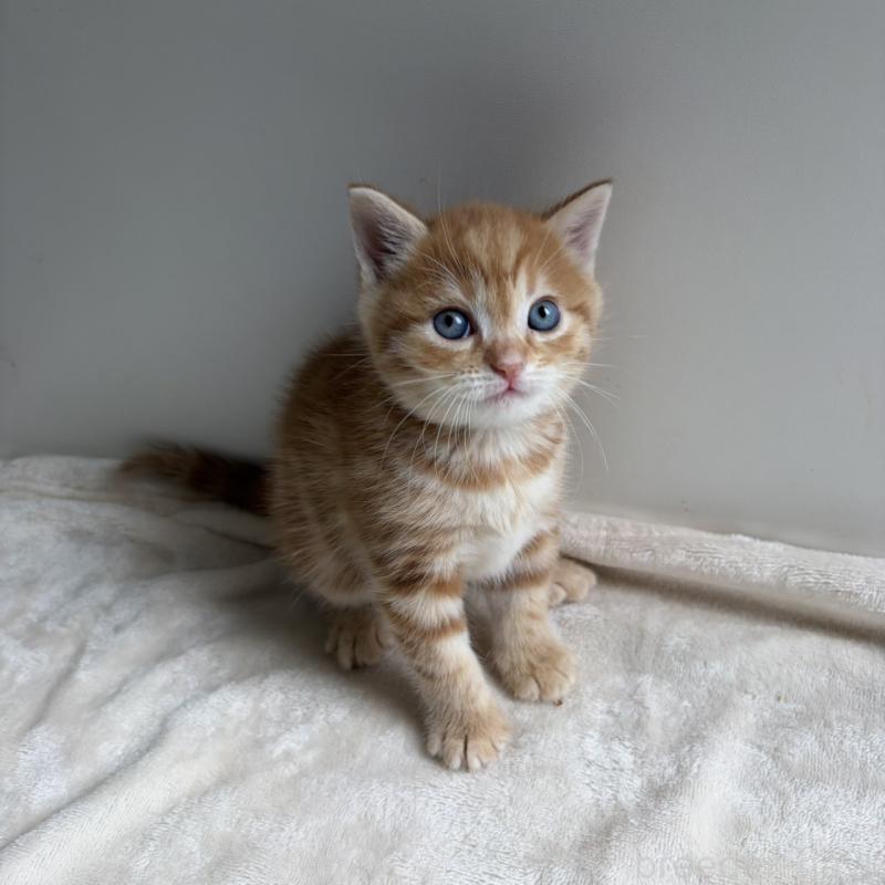 販売中の福岡県のマンチカン-139916の3枚目