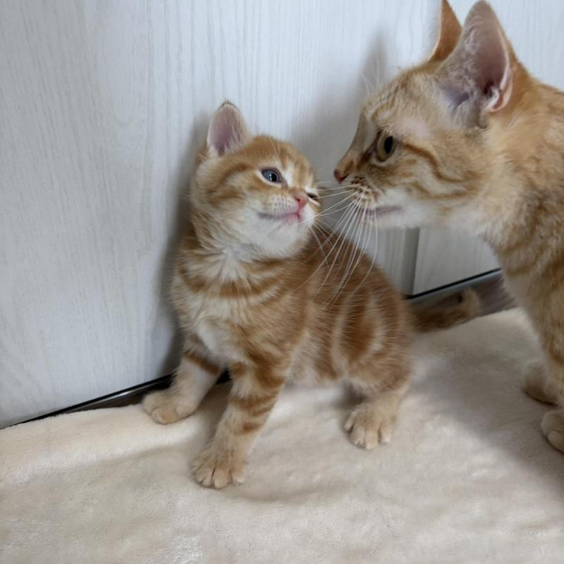 販売中の福岡県のマンチカン-139916の2枚目