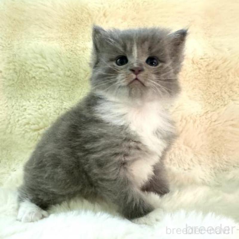 販売中の神奈川県のサイベリアン-139917の5枚目