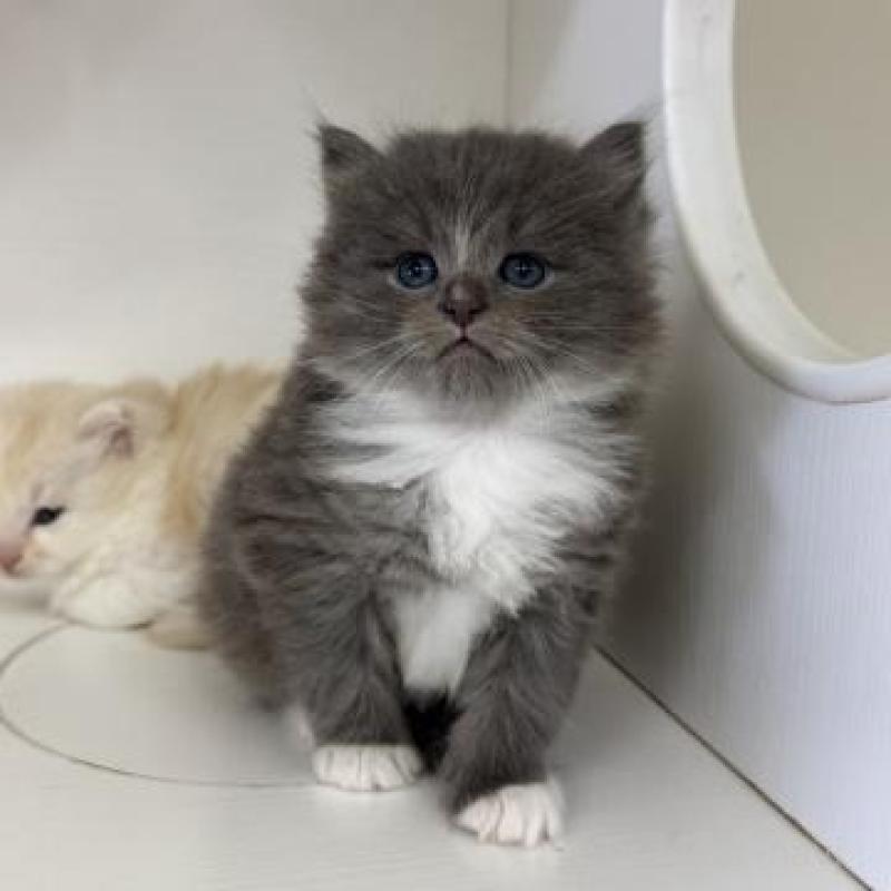 販売中の神奈川県のサイベリアン-139917の4枚目