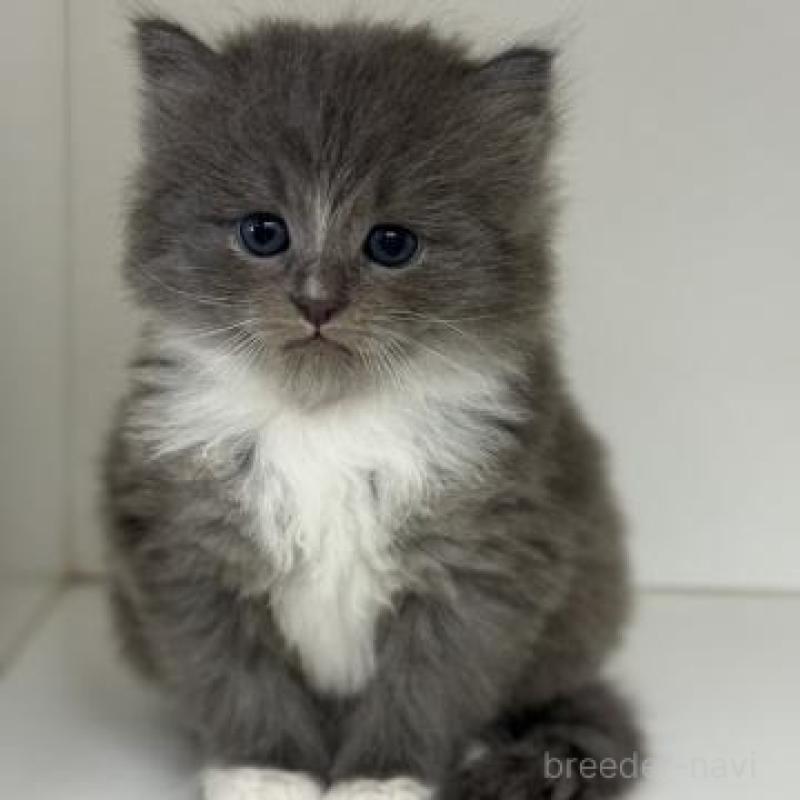 販売中の神奈川県のサイベリアン-139917の3枚目