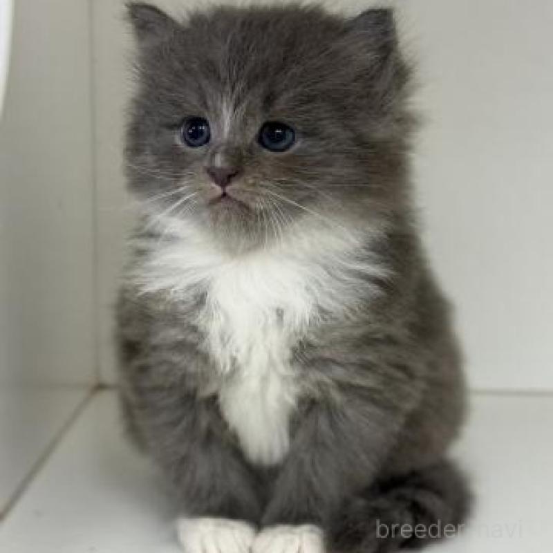 販売中の神奈川県のサイベリアン-139917の1枚目