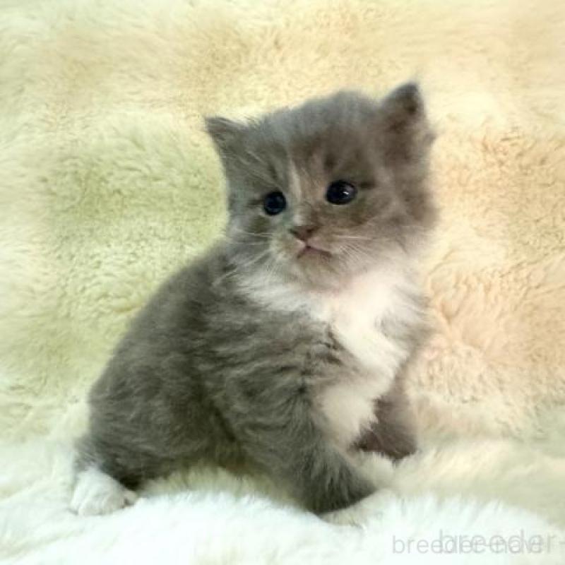 販売中の神奈川県のサイベリアン-139917の2枚目