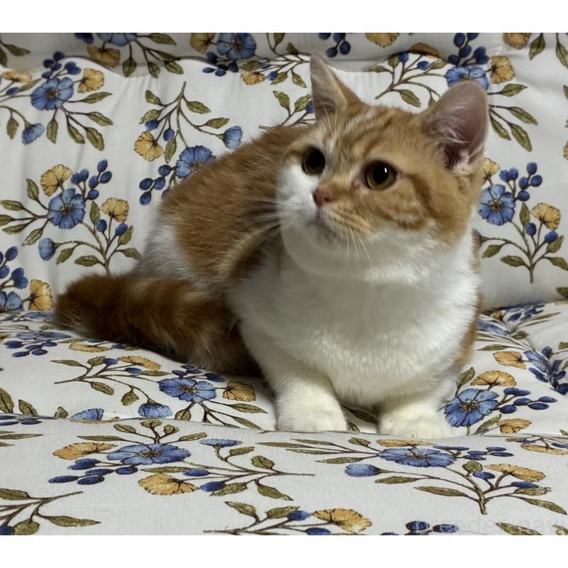 販売中の神奈川県のスコティッシュフォールド-139918の11枚目