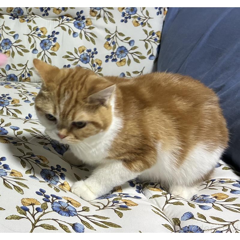 販売中の神奈川県のスコティッシュフォールド-139918の10枚目