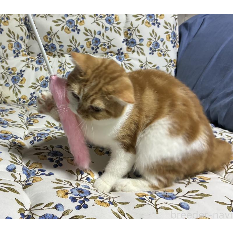 販売中の神奈川県のスコティッシュフォールド-139918の9枚目