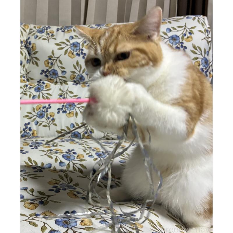 販売中の神奈川県のスコティッシュフォールド-139918の8枚目