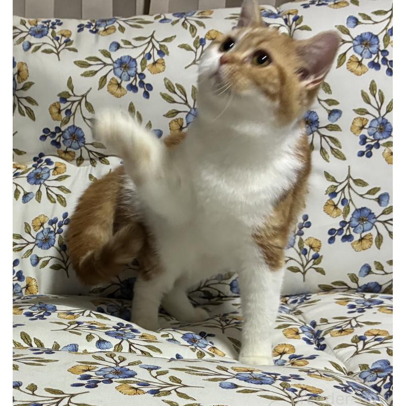 販売中の神奈川県のスコティッシュフォールド-139918の7枚目