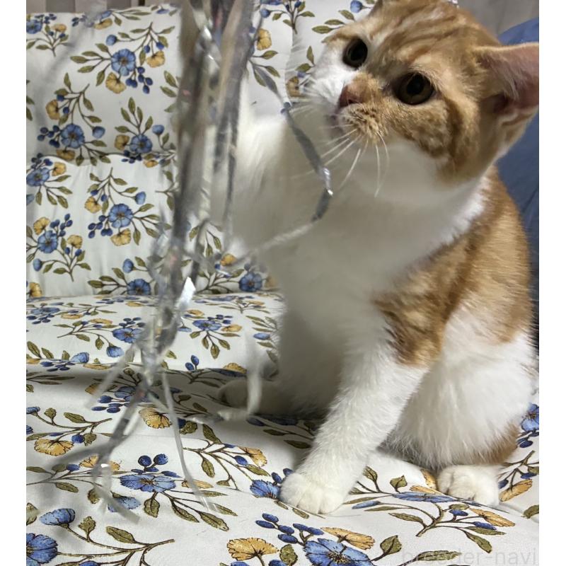 販売中の神奈川県のスコティッシュフォールド-139918の6枚目