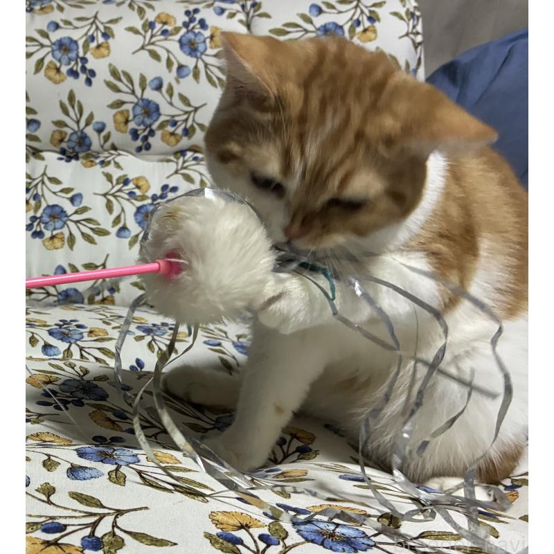 販売中の神奈川県のスコティッシュフォールド-139918の5枚目