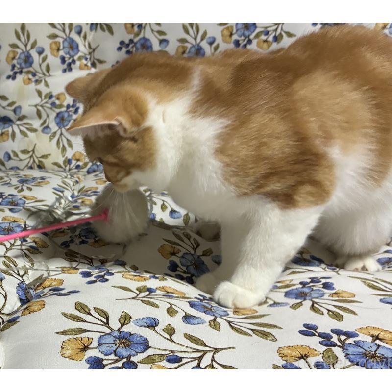 販売中の神奈川県のスコティッシュフォールド-139918の4枚目