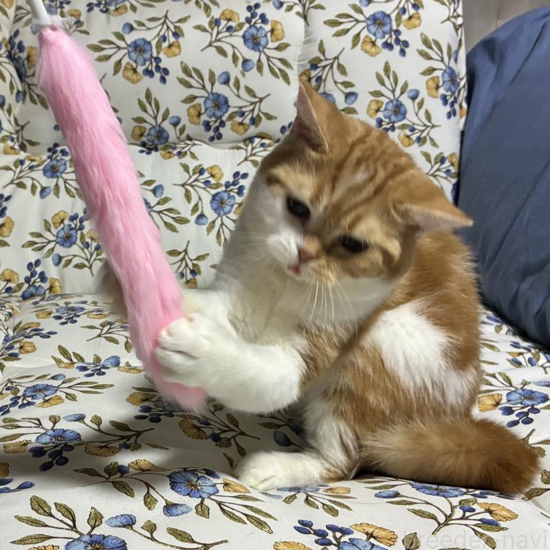 販売中の神奈川県のスコティッシュフォールド-139918の3枚目