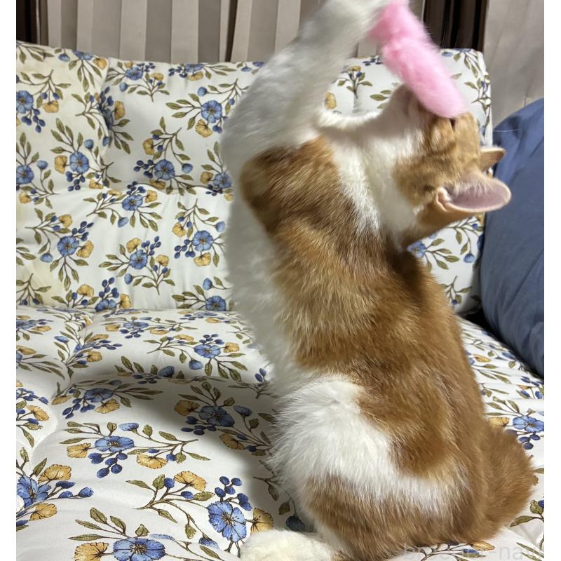 販売中の神奈川県のスコティッシュフォールド-139918の2枚目