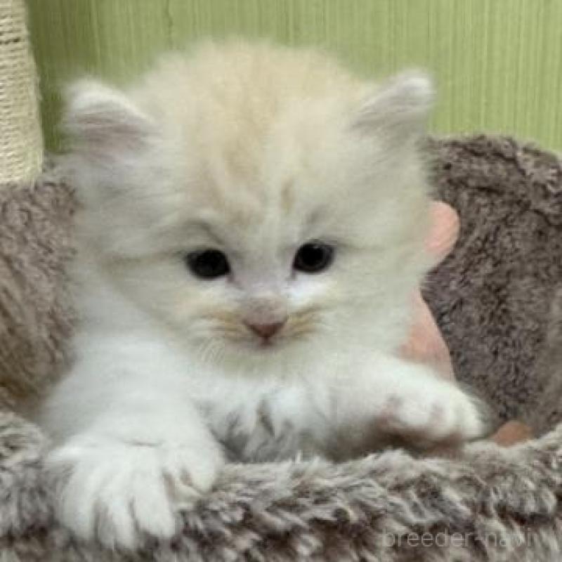 販売中の神奈川県のサイベリアン-139919の5枚目