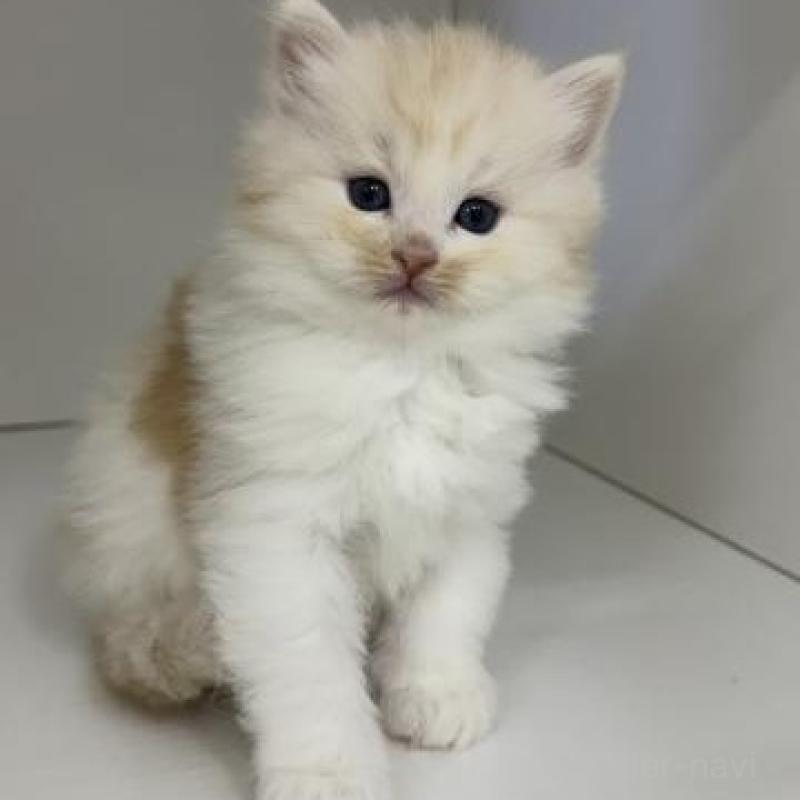 販売中の神奈川県のサイベリアン-139919の4枚目