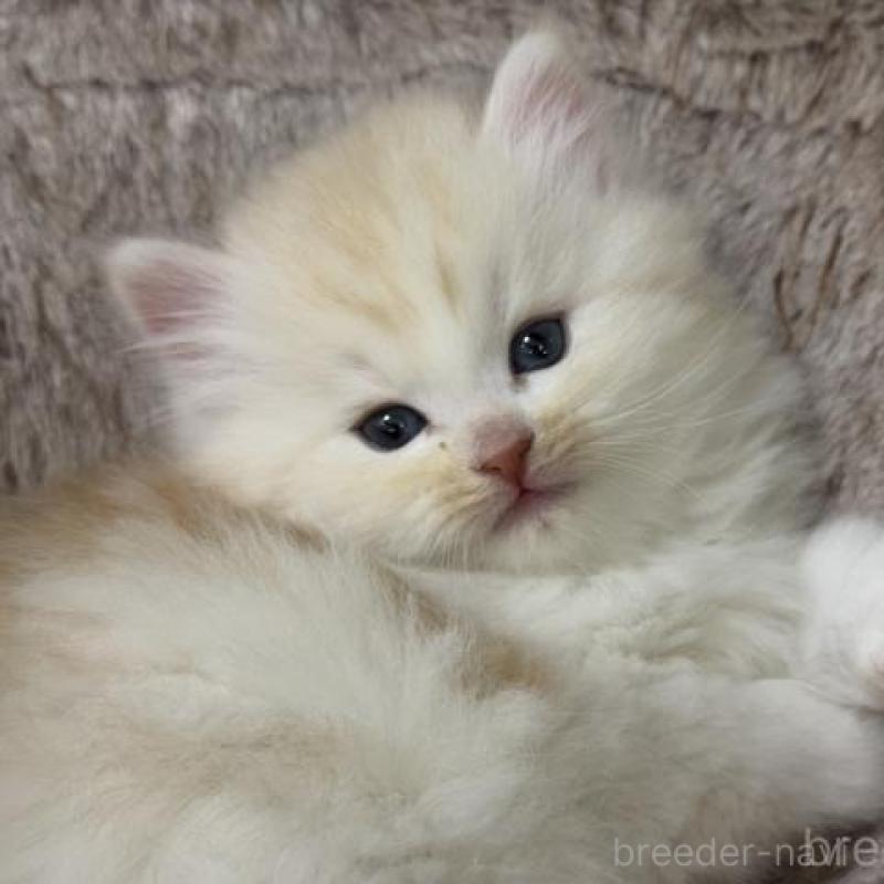 販売中の神奈川県のサイベリアン-139919の3枚目