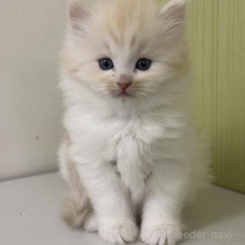 販売中の神奈川県のサイベリアン-139919の1枚目