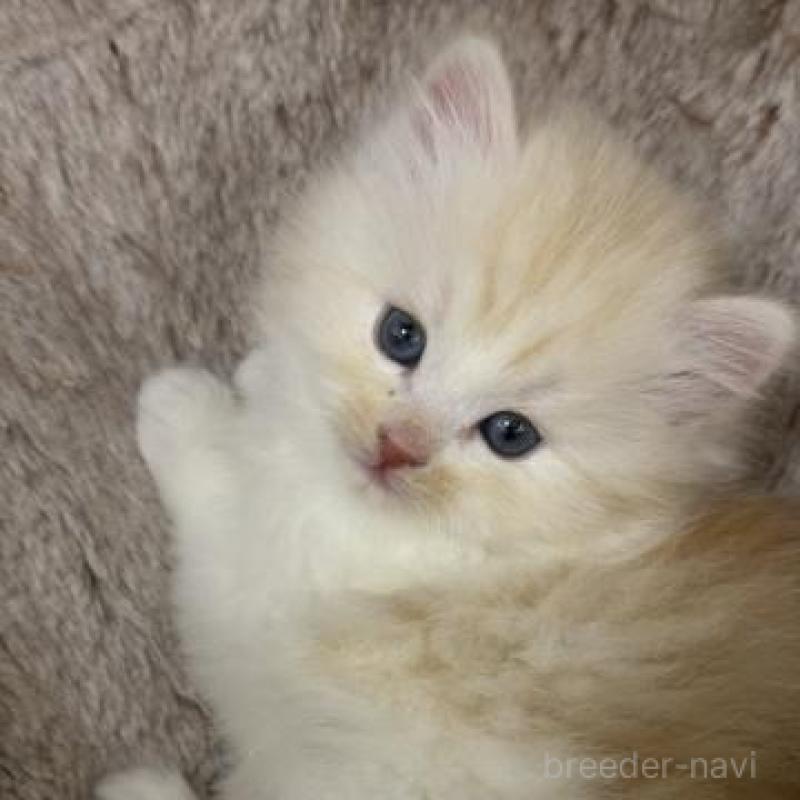 販売中の神奈川県のサイベリアン-139919の2枚目