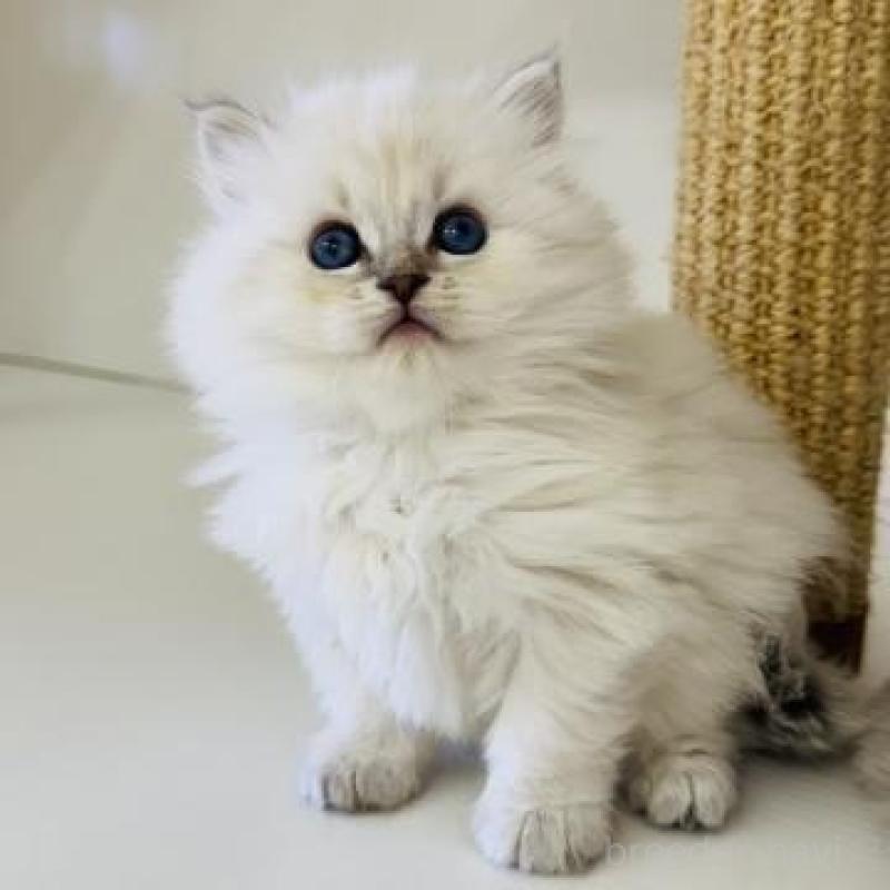 販売中の神奈川県のサイベリアン-139924の5枚目