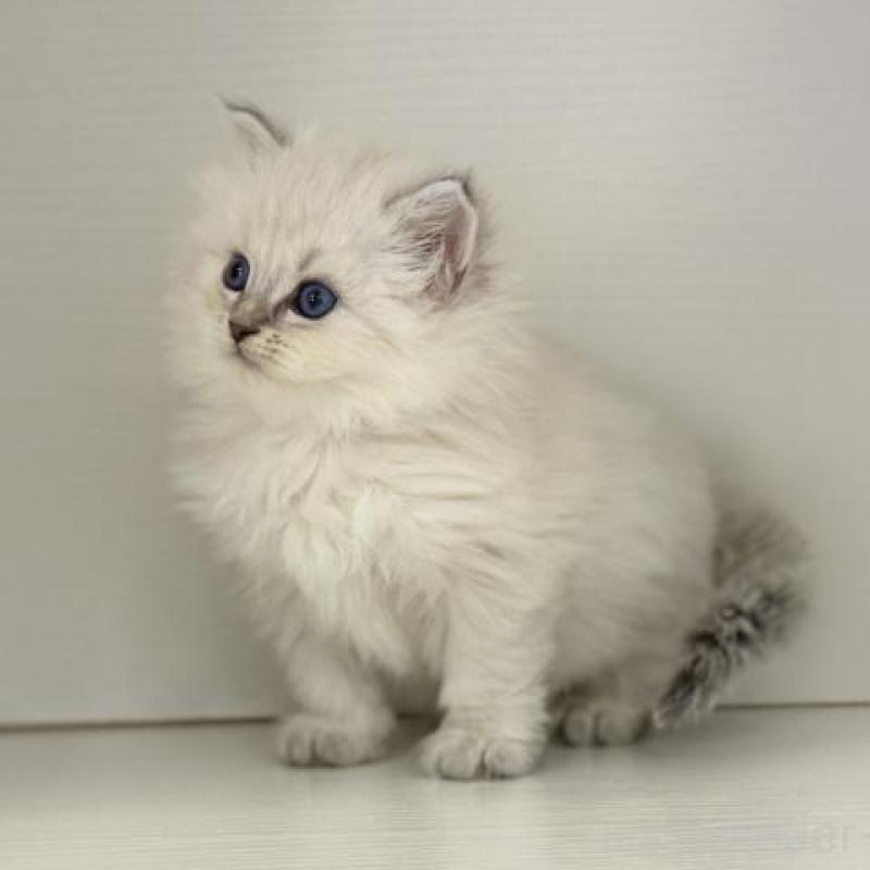 販売中の神奈川県のサイベリアン-139924の4枚目