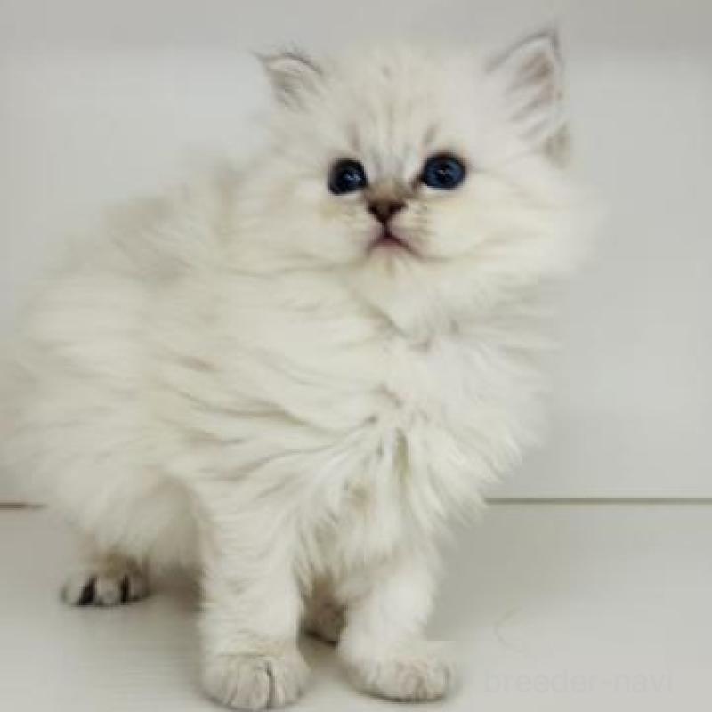 販売中の神奈川県のサイベリアン-139924の3枚目