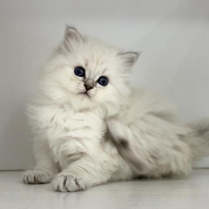 販売中の神奈川県のサイベリアン-139924の2枚目