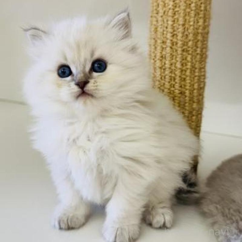 販売中の神奈川県のサイベリアン-139924