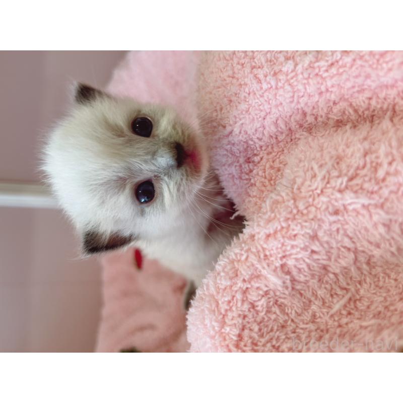 販売中の広島県のラグドール-139927