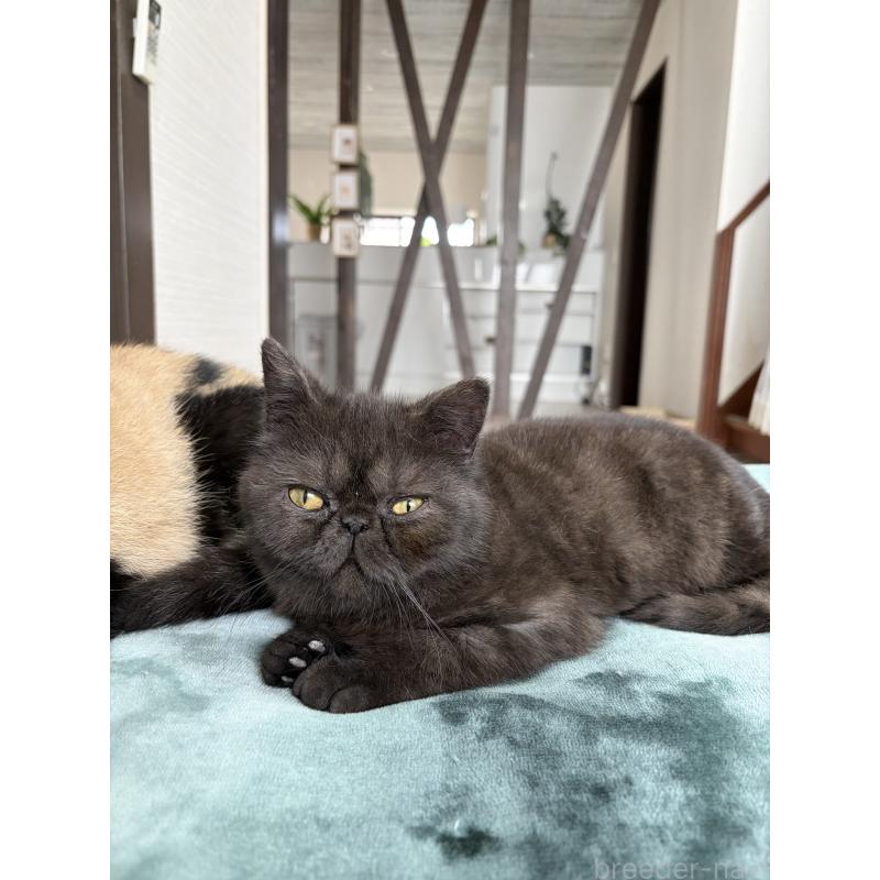 販売中の神奈川県のエキゾチックショートヘア-139935の5枚目