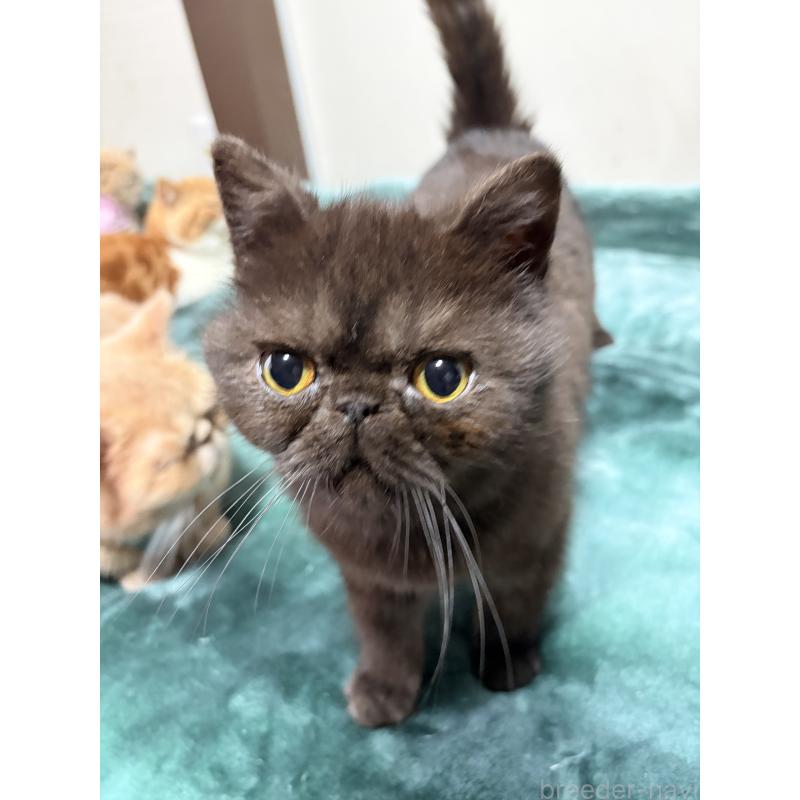 販売中の神奈川県のエキゾチックショートヘア-139935の4枚目