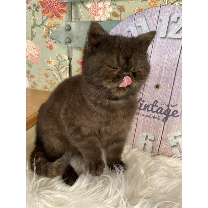 販売中の神奈川県のエキゾチックショートヘア-139935の3枚目